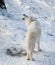 Howling Arctic wolf