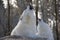 Howling arctic wolves