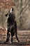 Howling black wolf male. A north american wolf Canis lupus staying in the forest.