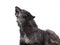 Howling canadian black wolf isolated on white