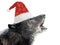 Howling canadian black wolf  in santa claus hat isolated on white background