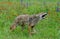 Howling Coyote in a field of wildflowers.