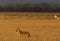 Howling Coyote in Rural Habitat