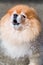 Howling Dog, Pomeranian / Howling Dog / Howling Dog, Pomeranian, Face Shot