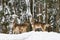 Howling European wolves Canis lupus lupus in a snow-covered winter forest