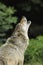 Howling Gray Wolf