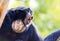 Howling siamang gibbon