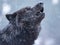 Howling wolf in winter