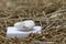 Howlite crystal sitting in some hay