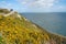 Howth Head cliff walk