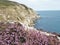 Howth summit unique beach.Wild flowers