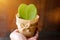 HOYA CACTUS in sackcloth flower pot on hand with sun flare and blurry wooden background