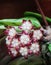 Hoya Callistophylla Flower Fully Bloom
