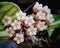 Hoya Callistophylla Flower Half Bloom