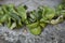 Hoya carnosa compacta succulent leaves