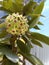 Hoya cumingiana   It blooms in clusters of yellow star shaped flowers that emit a spicy aroma small leaves grow close together