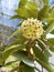 Hoya cumingiana from the Philippines  It blooms in clusters of yellow star shaped flowers that emit a spicy aroma