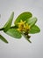 Hoya Cumingiana Yellow Flower