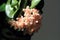Hoya flower closeup