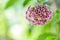 Hoya flowers while blooming in pink and purple