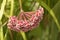 Hoya Hoya parasitica Roxb. Wall. Ex. Wight flowers.