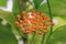 Hoya kerrii found in Thailand
