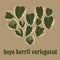 Hoya Kerrii Variegated Leaves