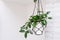 Hoya krohniana in a white pot in a wicker macrame planter hanging isolate on a white background. lacunosa heart leaf