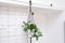 Hoya krohniana in a white pot in a wicker macrame planter hanging isolate on a white background. lacunosa heart leaf