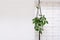 Hoya krohniana in a white pot in a wicker macrame planter hanging isolate on a white background. lacunosa heart leaf