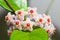 Hoya lacunosa flowering home plant