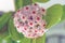 Hoya lacunosa flowering home plant
