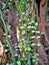 Hoya leaves and stems in a greenhouse