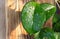 Hoya leaves in water drops on a wooden support