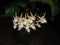 Hoya Multiflora flower shaped like a spearhead and scented