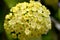 Hoya parasitica flowers