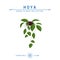 Hoya plant isometric icon in flat style, vector