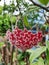 Hoya pubicalyx Pink silver, pink star shaped flowers, Porcelain flower, Wax plant