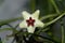 Hoya Retusa white flower