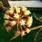 Hoya sp Wax Plant Flower