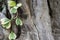 Hoya vine and wooden bark surface background