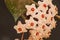 Hoya Waxplant Flower 5745