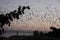 Hpa An Hpa-An Cave, Myanmar: Countless Bats swarming out in the evening dusk