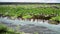 Hraunfossar Waterfalls in Iceland, summer season