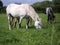 hree gracious horses grazing green grass in a field