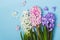 Hree multicolored flowering hyacinth flowers on a blue background. Springtime concept