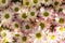 Ð¡hrysanthemum flowers macro image