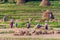 HSIPAW, MYANMAR - NOVEMBER 30, 2016: Local people harvesting rice on a field near Hsip