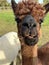 Huacaya alpaca, adorable animal portrait