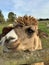 Huacaya alpaca, cute animal portrait